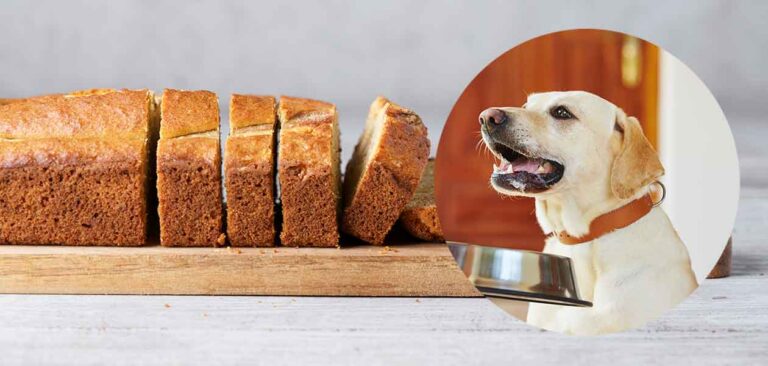 can dogs eat bread