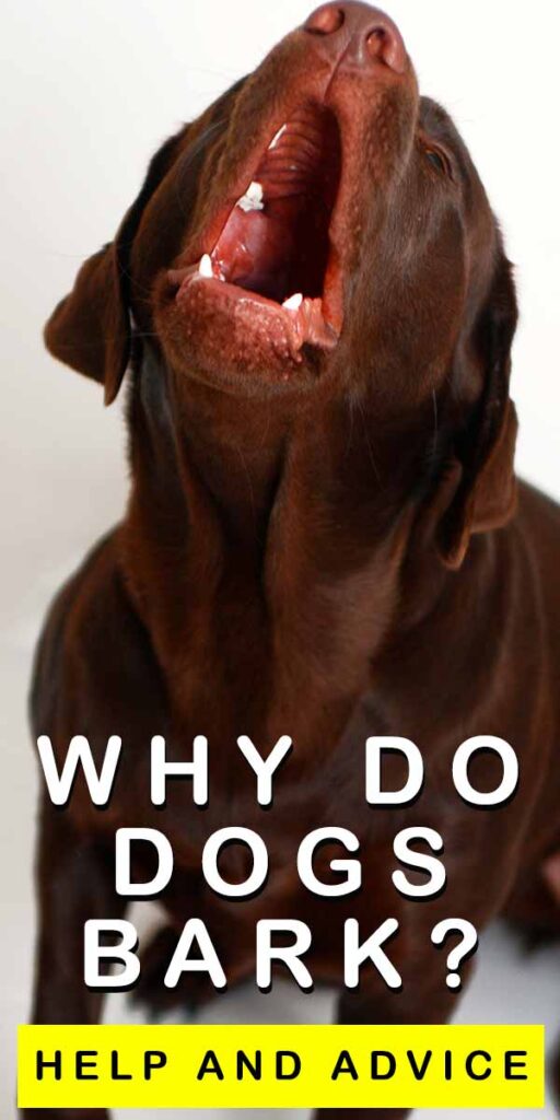 Why Do Dogs Bark? How To Make Sense Of Your Dog's Barking