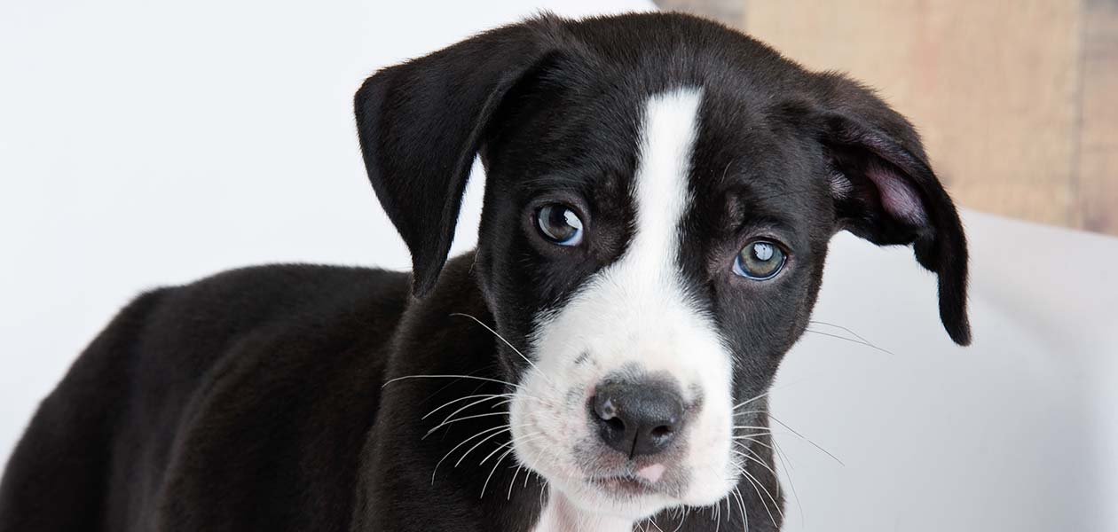 Black And White Lab Pit Mix