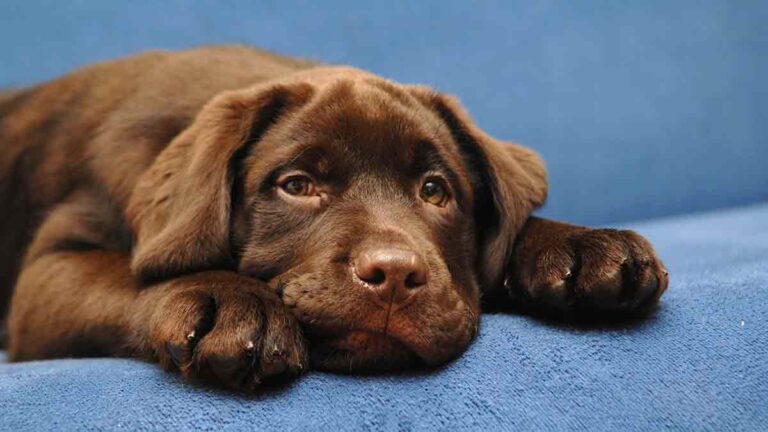 ten week old chocolate lab puppy