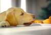 why do labs eat everything