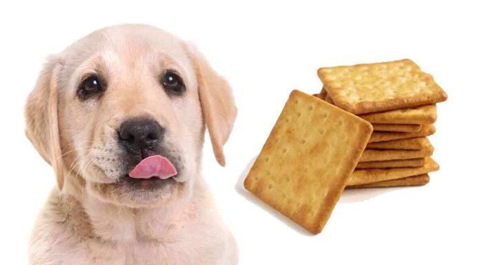 are graham crackers good for dogs