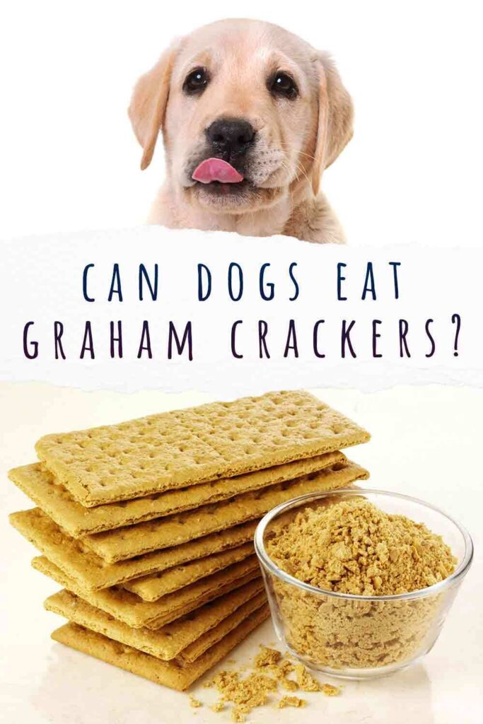 Can Dogs Eat Graham Crackers Or Should They Stay In The Packet?