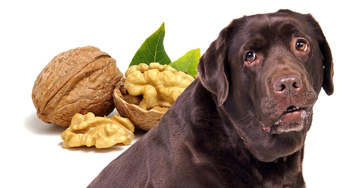 Can Dogs Eat Walnuts When Are Walnuts Toxic To Dogs And Why