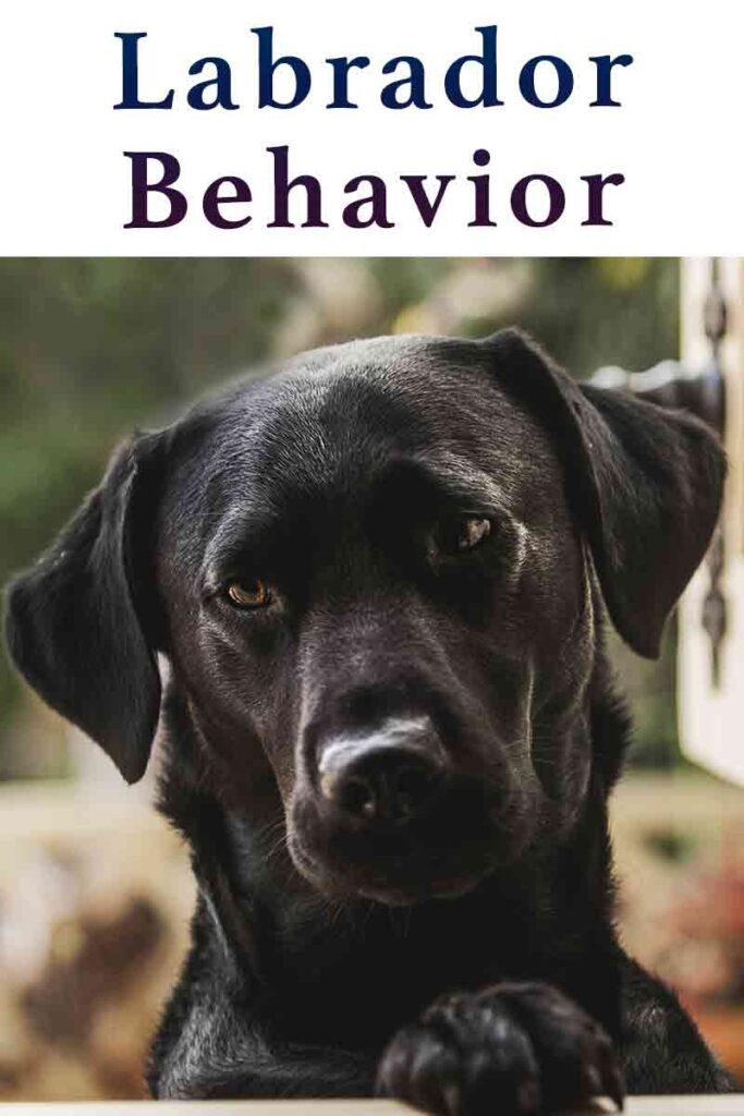 Labrador Behavior Help and Understanding