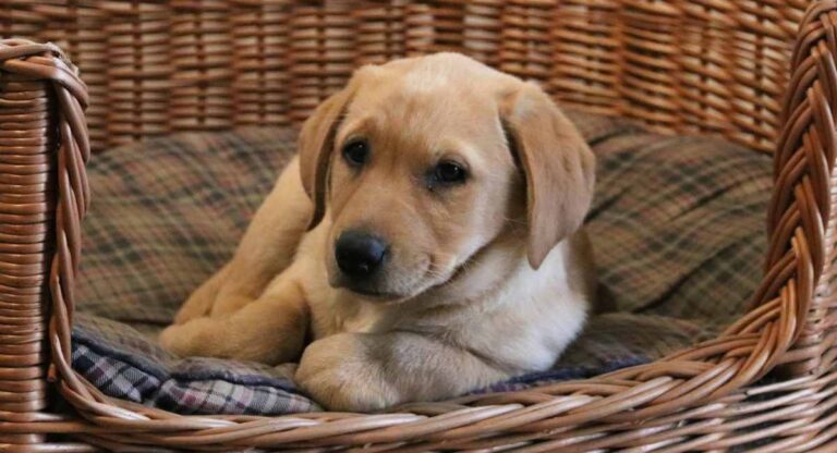 Bonnie, our yellow Lab puppy