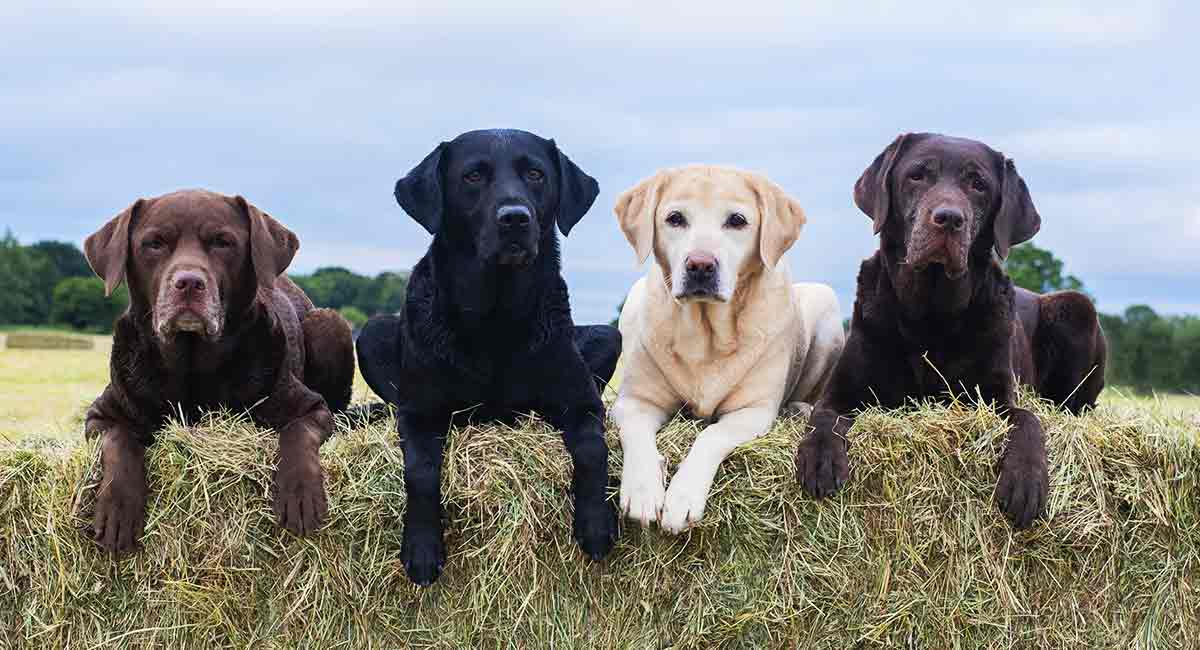 300 Country Dog Names That Will Suit Every Rural Dog