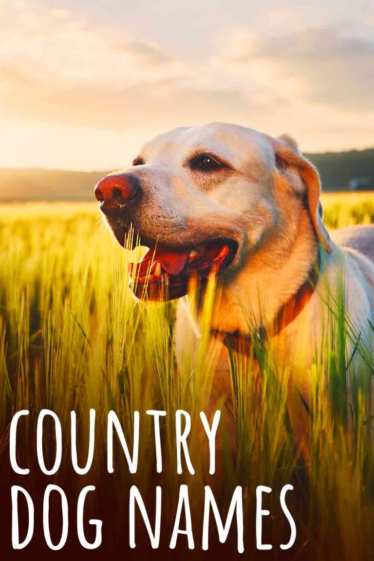 300 Country Dog Names That Will Suit Every Rural Dog