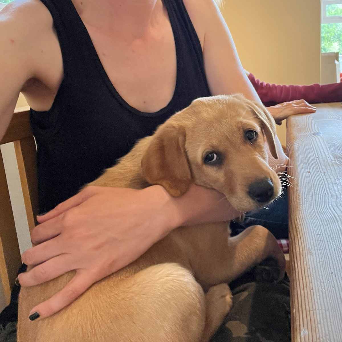 yellow lab puppy cuddles