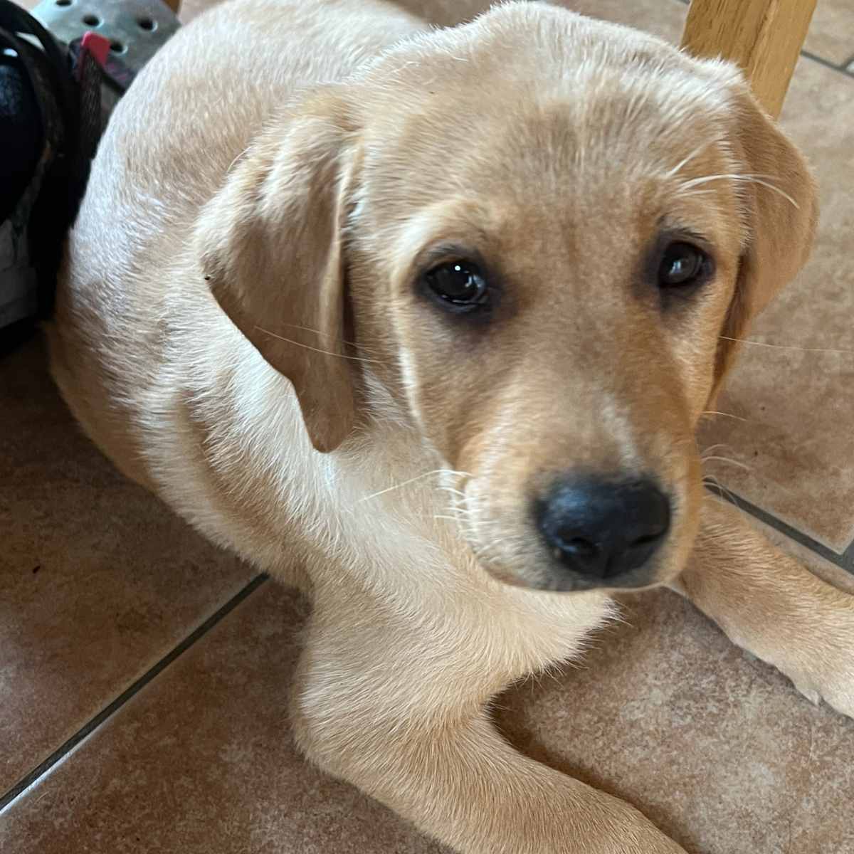 Meet The Yellow Lab: From Looks To Loveable Traits!