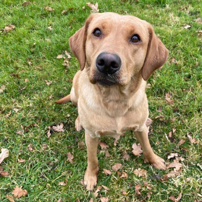 Meet the Yellow Lab: From Looks to Loveable Traits!