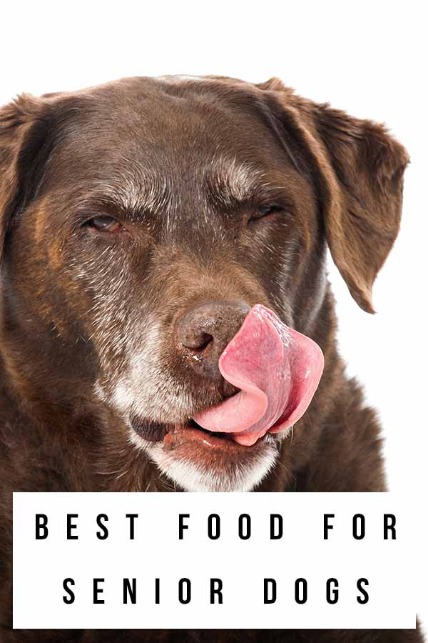 best food for senior labrador