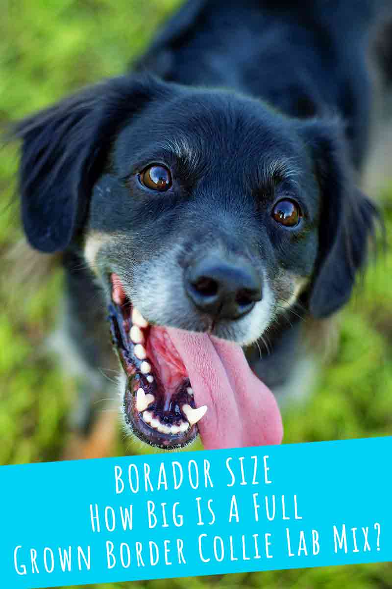 Borador Size How Big Is A Full Grown Border Collie Lab Mix 