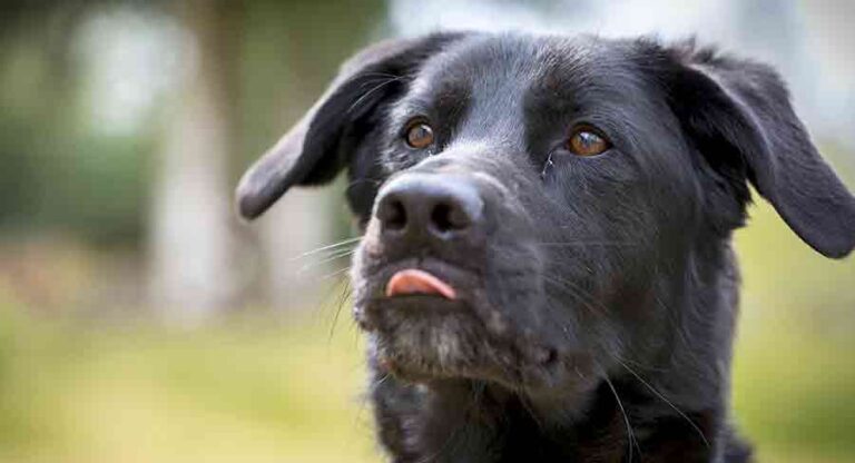 black lab german shepherd mix