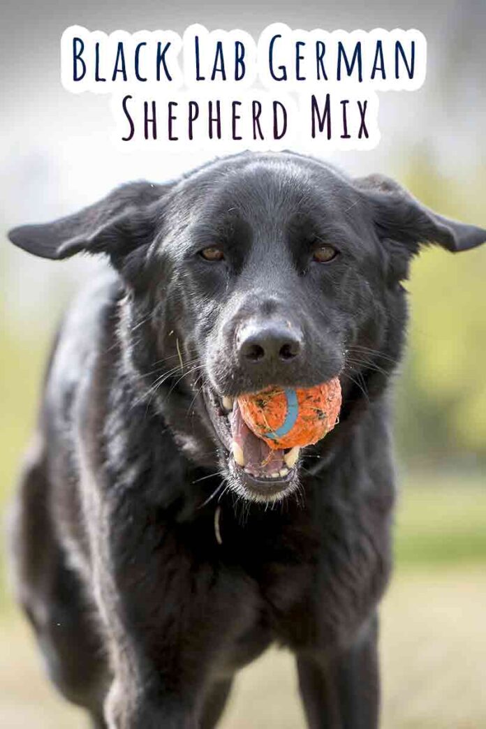 Black Lab German Shepherd Mix - Is This The Perfect Loyal Crossbreed?