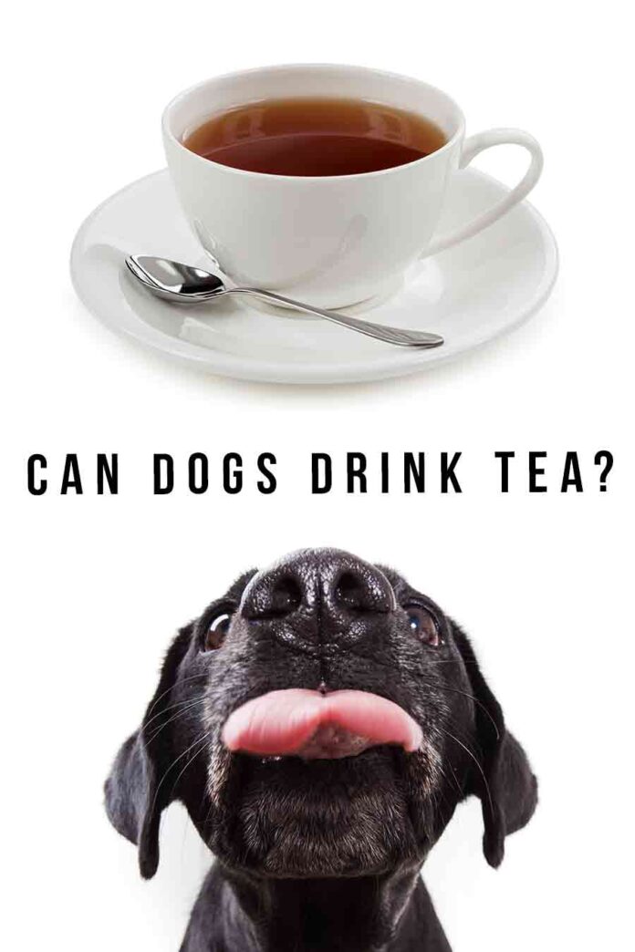 Can Dogs Drink Tea - Pros And Cons Of Normal, Green And Iced Tea