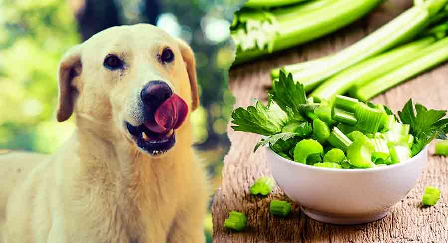 Can Dogs Eat Celery A Complete Guide To Celery For Dogs
