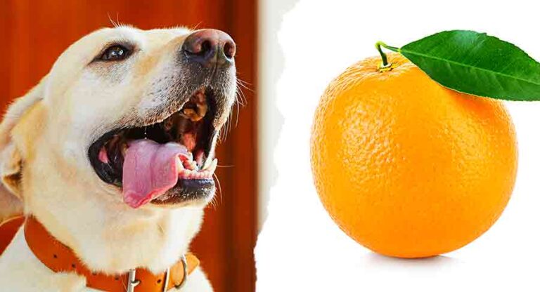 can dogs have oranges