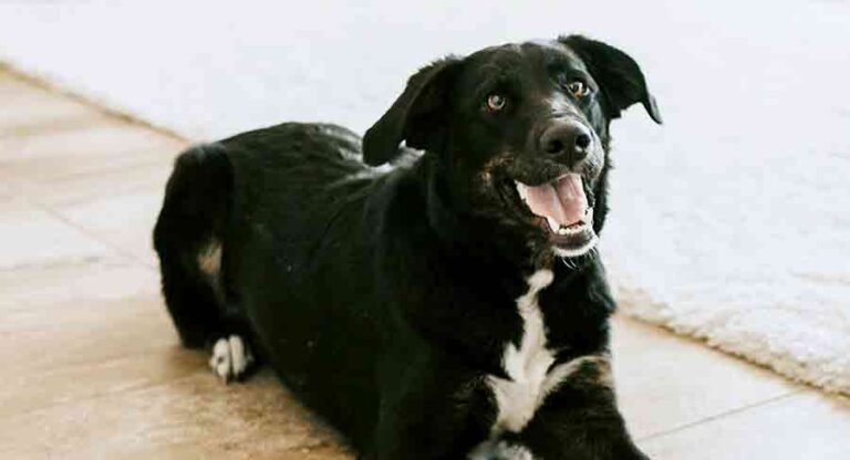 black lab border collie mix