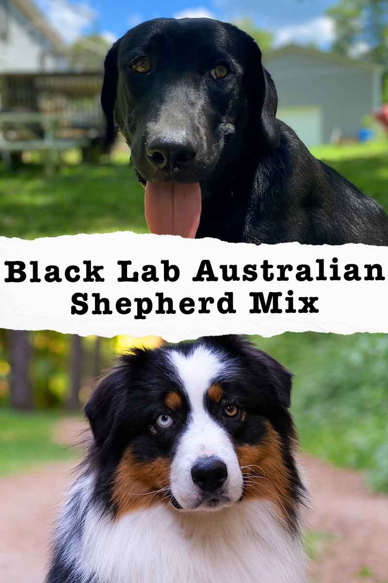 black labrador australian shepherd mix