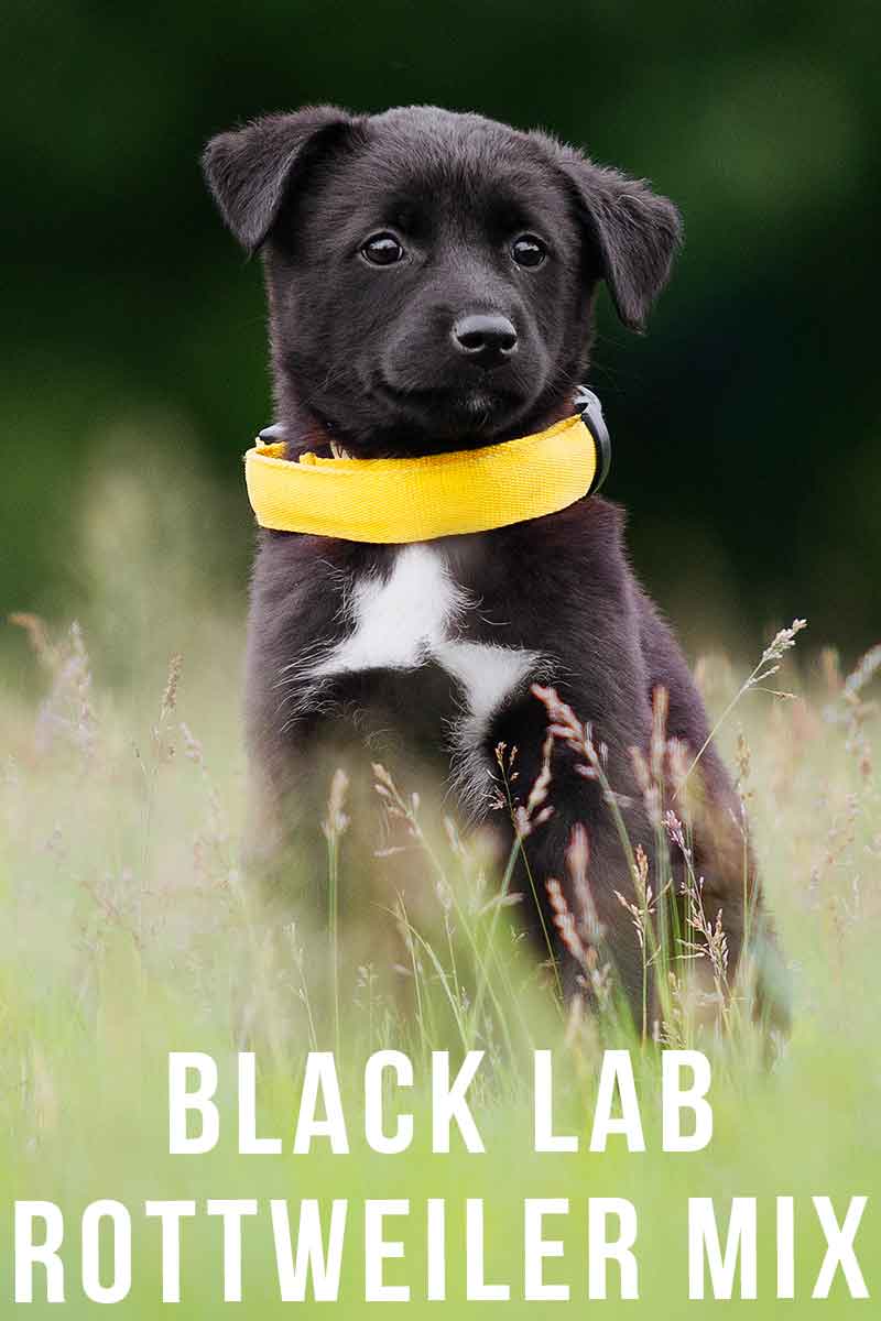 Black Rottweiler Mix - A Guide To The Black