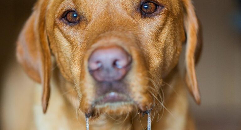 do labrador retrievers drool a lot