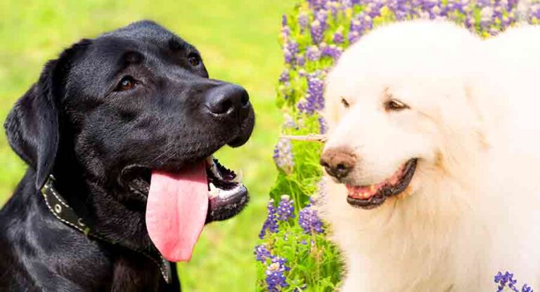 great pyrenees black lab mix