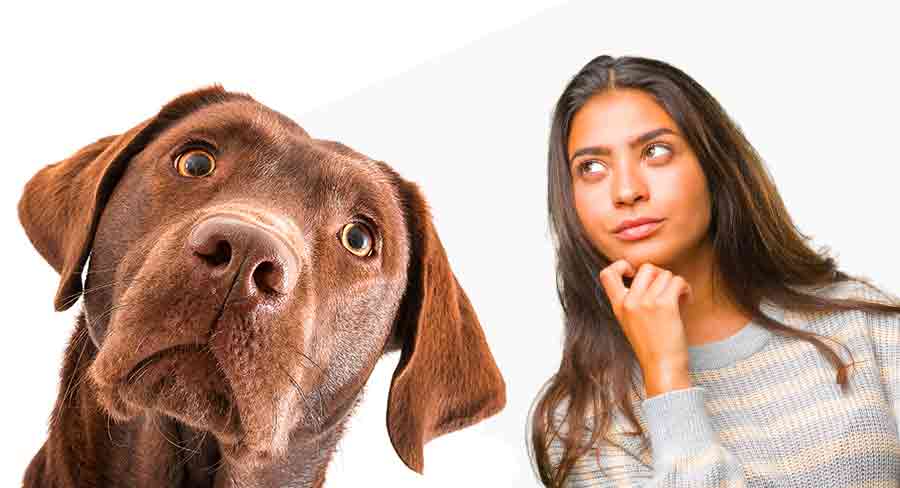 do female dogs change after desexing