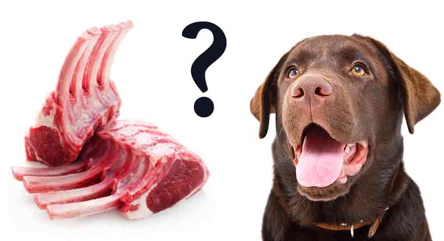Can Dogs Eat Raw Lamb Bones 