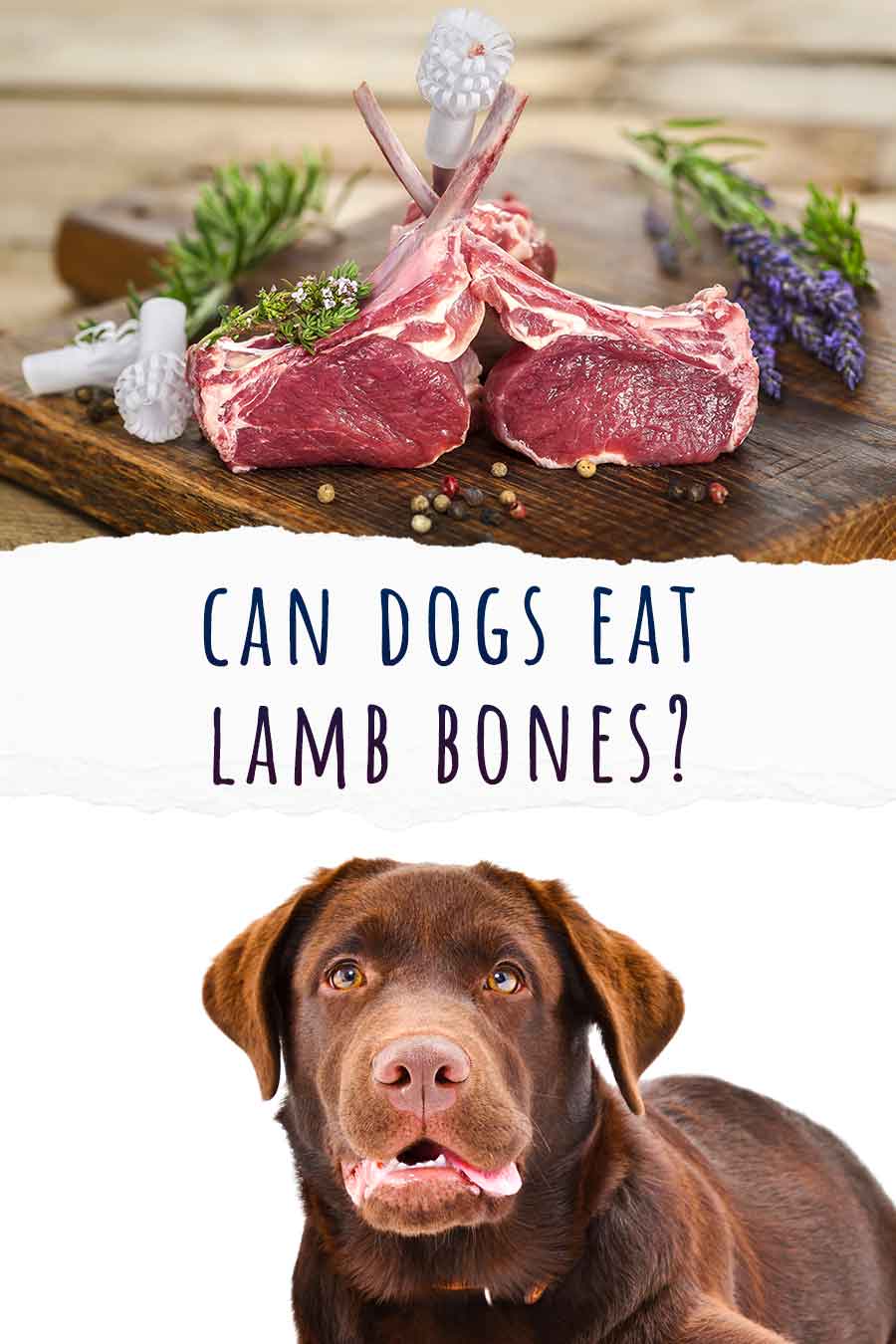 Can Dogs Eat Lamb Bones A Guide To Lamb Bones For Dogs