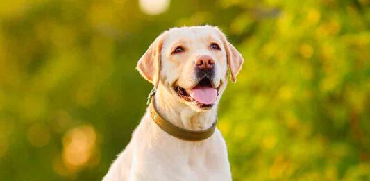 english american lab mix