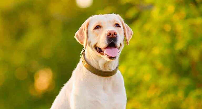 english american lab mix