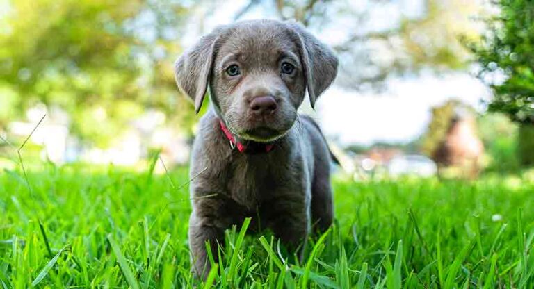 silver lab names