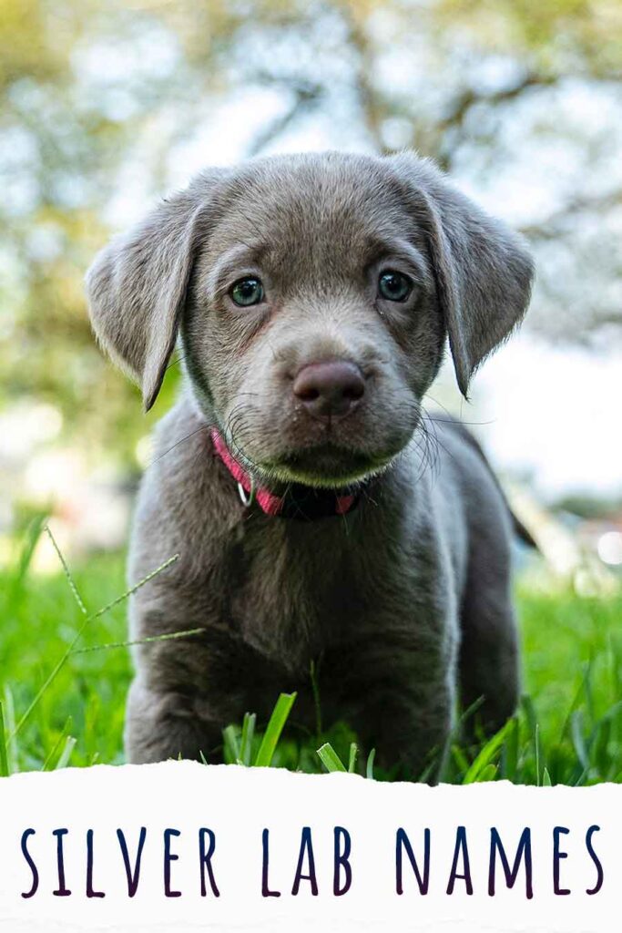 Silver Lab Names 250 Cute, Funny And Unique Ideas