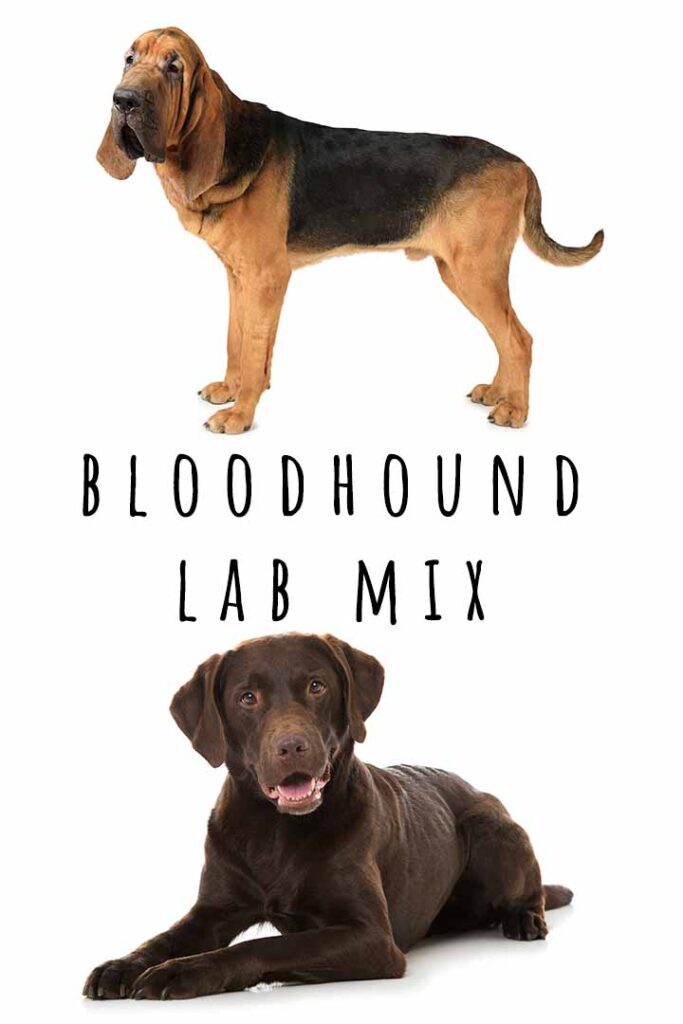 bloodhound lab mix puppy