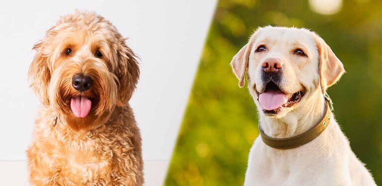 goldendoodle lab mix