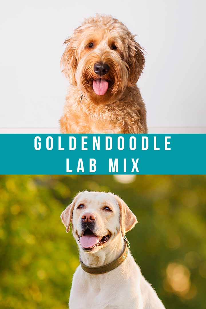 Goldendoodle Lab Mix - Does This Trio Of Retrievers Make A Perfect Mix?