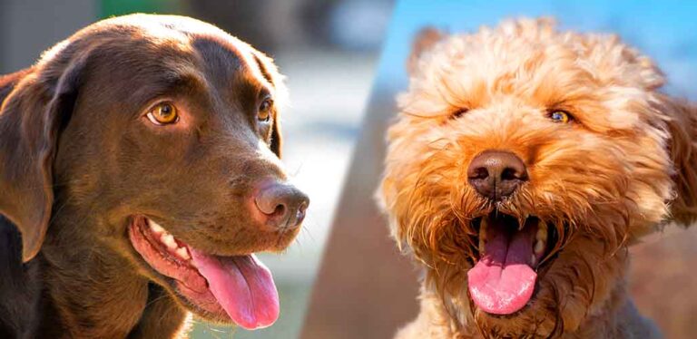 labradoodle labrador mix