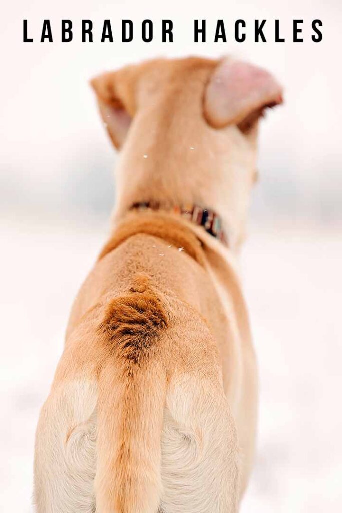 Dog Hackles: Why Do Dog's Hairs Stand Up?