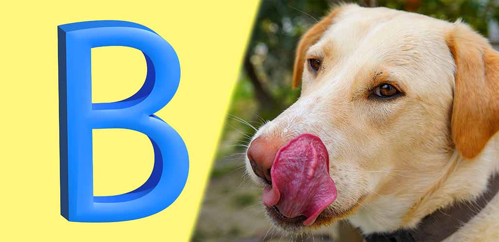 Dog Names That Start With B - Animal Corner
