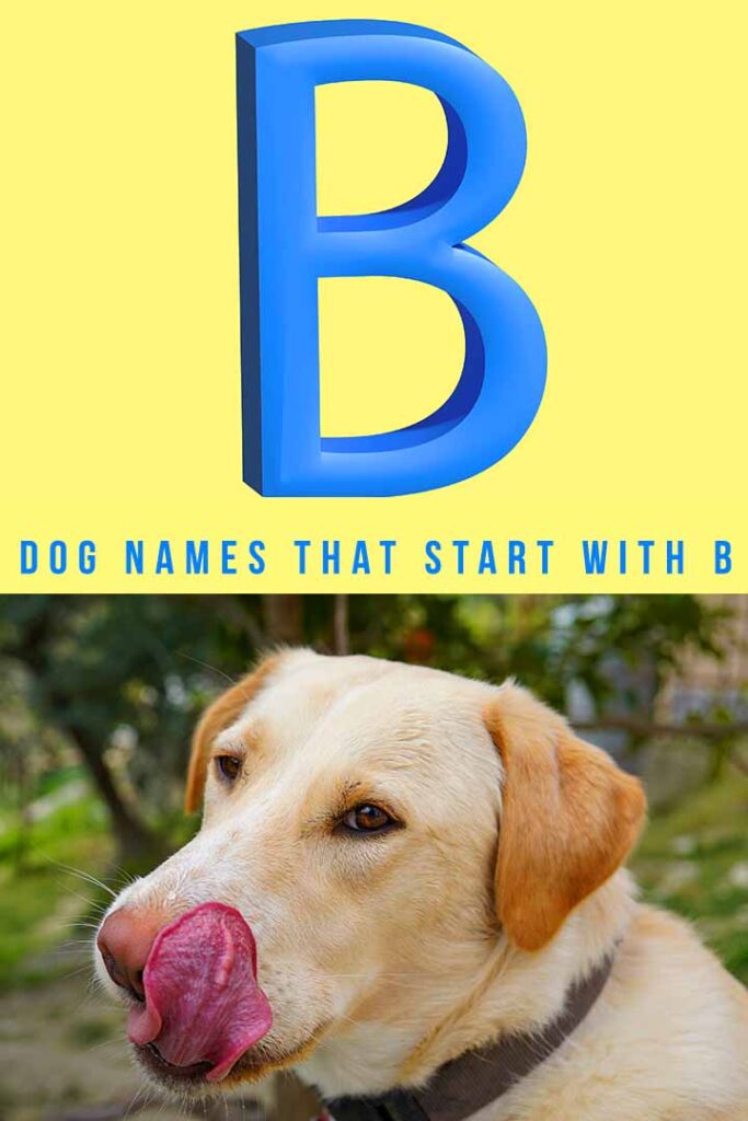 250 Dog Names That Start With B - My Dog's Name