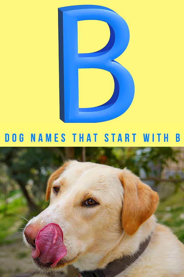 bold-and-beautiful-dog-names-that-start-with-b