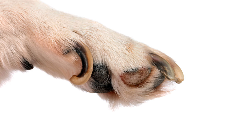 why do dogs have nails