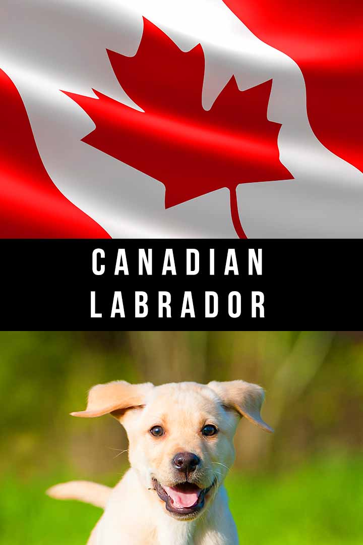 Canadian Labrador - Does A Canadian Lab Exist?