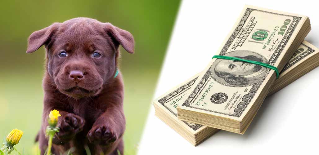 how much is a black lab puppy worth