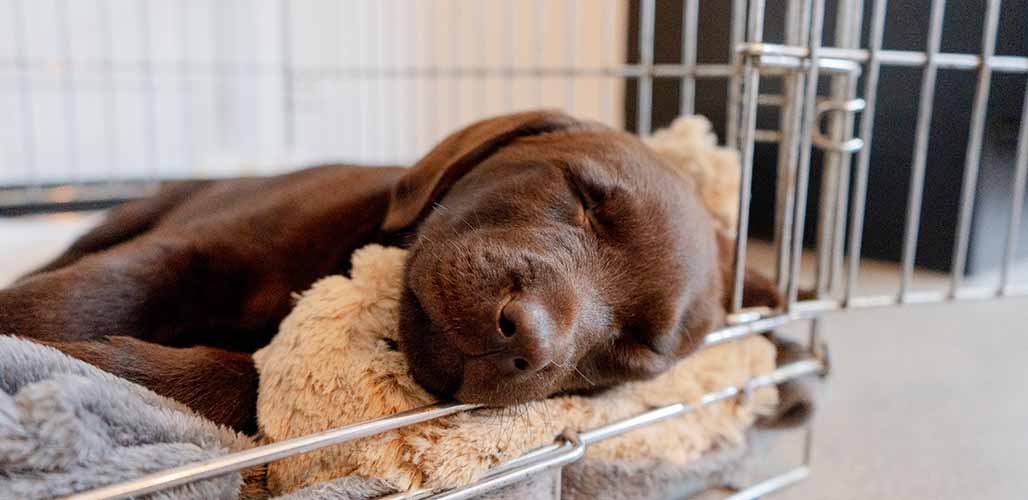 Should Puppy Sleep In Crate