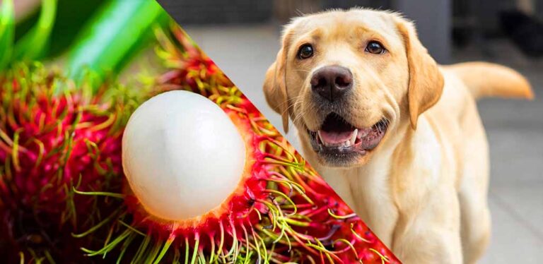 can dogs eat rambutan