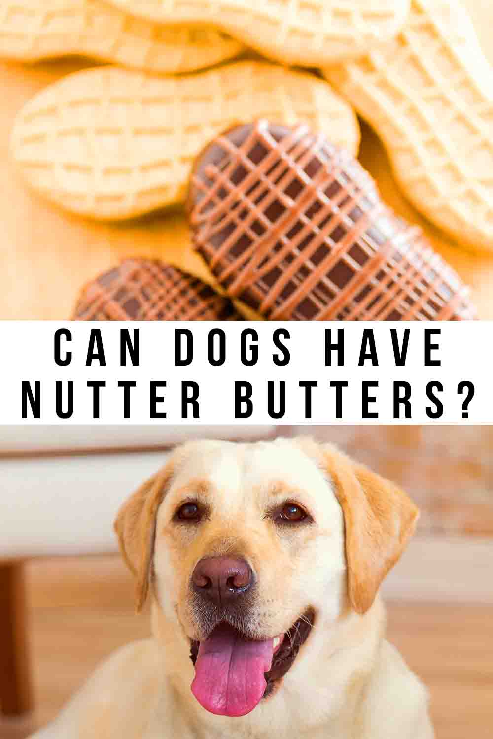 Can Dogs Have Nutter Butters?