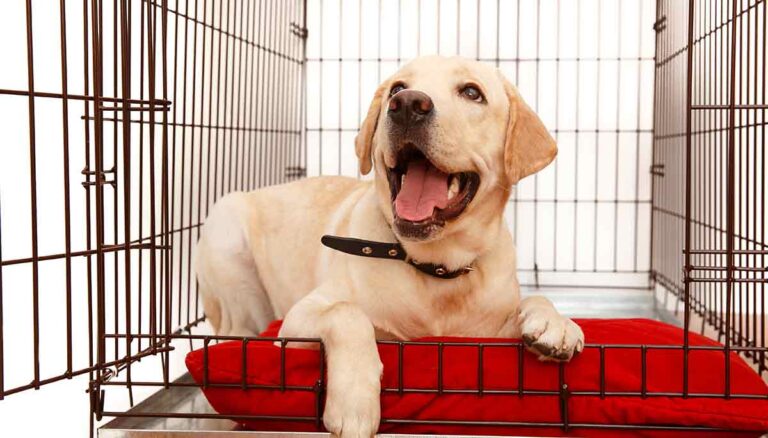 labrador dog in small crate