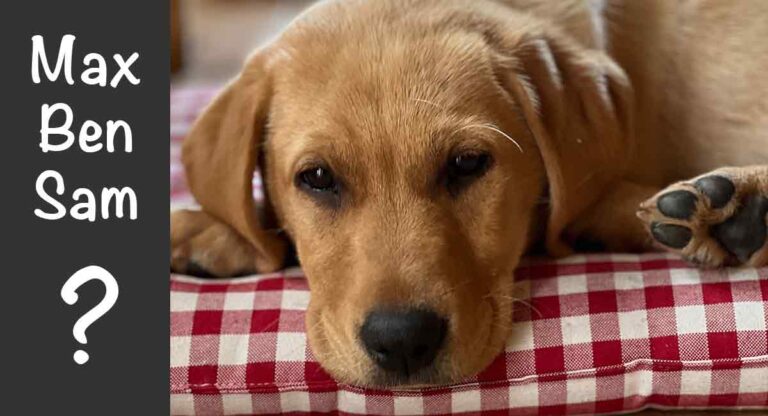 male lab puppy